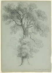 Estudio de árbol, Windsor Park, Inglaterra, 1840